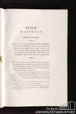Pesco Mandorlo a frutto gentile
