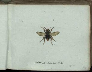 Tenthredo Amerinae Fabr. [bis] Tenthredo Capreae Fabr.