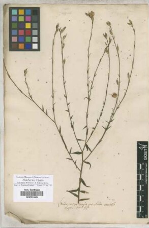 Linum
