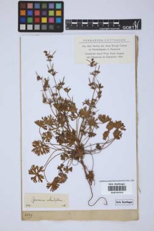 Geranium rotundifolium L.