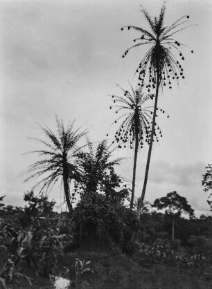 Palme : Palmenbäume