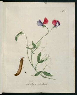 Lathyrus odoratus L.