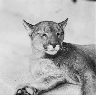 Zootiere. Puma