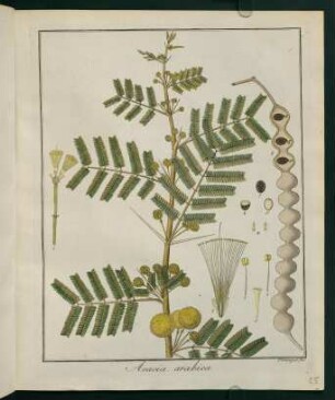 25r, Acacia arabica