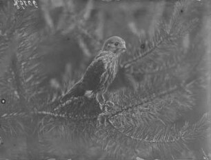 Turmfalke : Rochlitzer Berg. Ausgeflogener Turmfalke (Falco tinnuculus Linnaeus). Jungvogel.