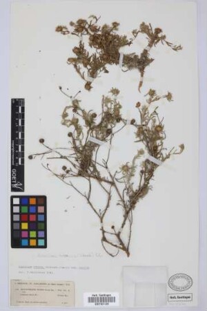 Odontospermum odorum (Schousb.) Sch.Bip.