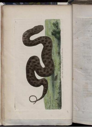 The Acrochordus, or Warted Snake.