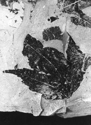 Ahorn (Acer tricuspidatum). Blattabdruck auf oberoligozänem Schiefer der Schieferhalde von Seifhennersdorf (Kreis Zittau)