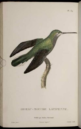 Pl. 34. Oiseau-Mouche Latipenne [bis] Pl. 47 L' Améthyste