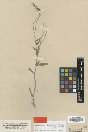 Heliophytum longiflorum A.DC. [isotype]