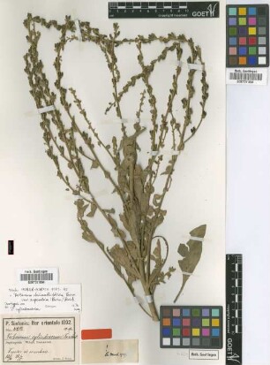 Verbascum cylindraceum Freyn & Sint.