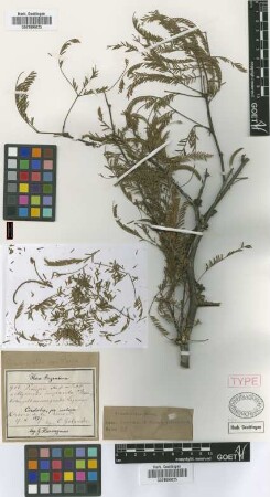 Prosopis alba Griseb. var. Griseb. panta