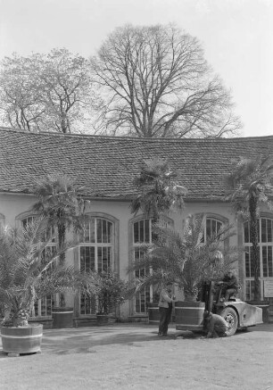Belvedere, Kübelpflanzen-Transport an der Orangerie : Weimar, Schloß Belvedere (1724/1744; J. A. Richter, G. H. Krohne). Transport von Kübelpflanzen (Palmen) an der Orangerie