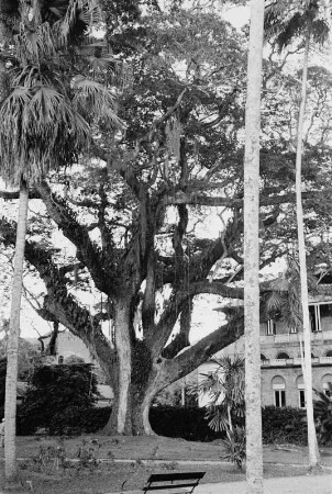 Trinidad. Botanischer Garten. Alter Baum mit Lianen