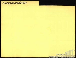 CHRYSANTHEMUM/CHRYSANTHEMEN: Allgemein