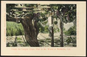 Montecito, Kalifornien. Under the Largest Grape Vine in the World