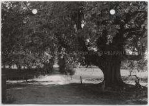 Herbst, Kastanien