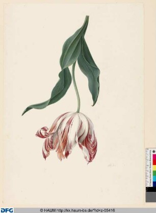 Tulpe (Diana)