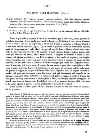 Agaricus Albo-Brunneus. (Pers.)