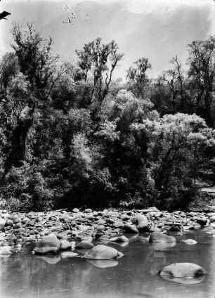 Uferböschung : Bäume und Gestrüpp an einem steinigen Flusslauf