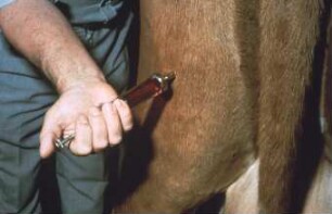 Fotografie: Tierproduktionsverfahren, Tiergesundheit
