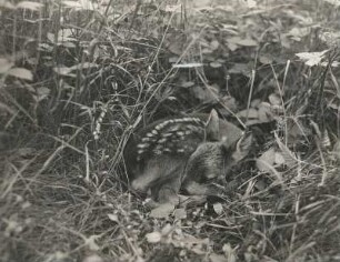 Europäisches Reh (Capreolus capreolus L.), Kitz im Lager