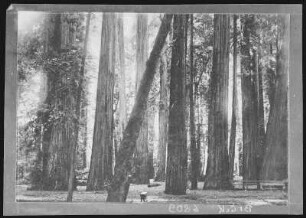 Santa Rosa. Mammoth Redwood Grove, near Santa Rosa, Cal.