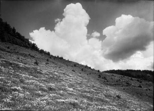 Sommertag am Schauinsland