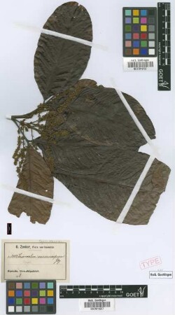 Eriocoelum macrocarpum Gilg ex Radlk. [syntype]