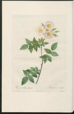 Rosa Collina fastigiata. Rosier Nivellé. Chapuy sculp.