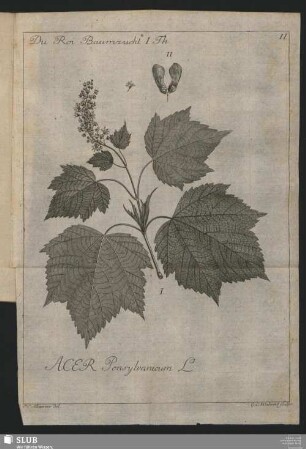 Acer Pensylvanicum L