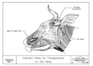 Injection Sites for Transponders on the Head