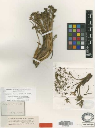Niphogeton andicola Schltdl. [type]