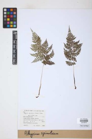 Athyrium spinulosum (Maxim.) Milde