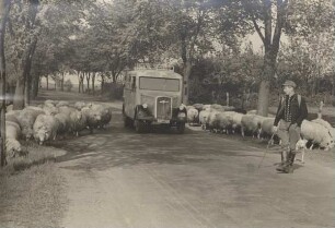Schafherde auf einer Landstraße
