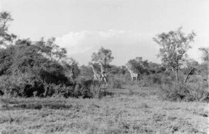 Giraffe : Giraffen weiden an Akazienbäumen in der Savanne Tanzanias