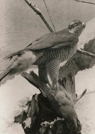 Augustusburg. Schloß Augustusburg. Heimatmuseum, Naturkundeabteilung. Raumaufnahme "Vögel unseres Waldes". Habicht (Accipiter gentilis) mit geschlagenem Eichelhäher (Garrulus glandarius)