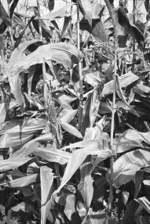Getreide- und Baumschäden aufgrund der Trockenperiode des Sommers 1971