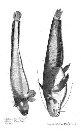 Tab H5
