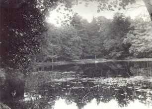 Vegetation am Donoperteich. Detmold. Hiddeser. Papierabzug