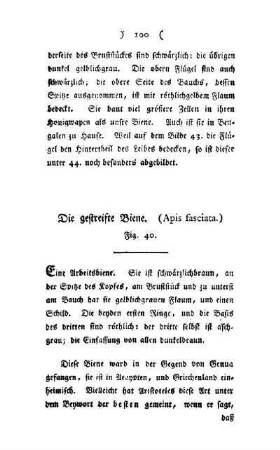 ¬Die¬ gestreifte Biene : (Apis fasciater) ; Fig. 40