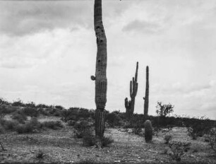 Kakteen am Salt River : Landschaft mit Strauch- und Kakteen-Vegetation in Arizona am Salt River östlich von Phoenix