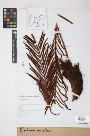 Blechnum auratum (Fée) R.M.Tryon & Stolze
