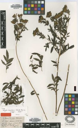 Tagetes mandonii Sch.Bip. ex Klatt [isotype]