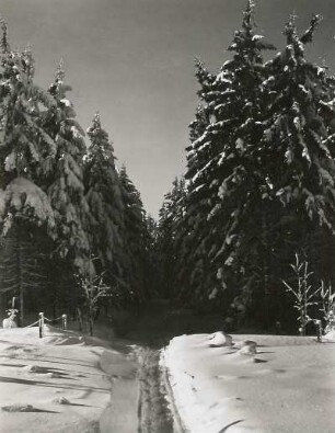 Altenberg. Verschneiter Waldweg