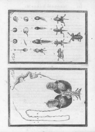 Plate XX. A., XX. B.