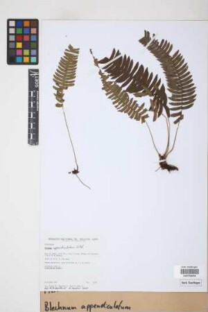 Blechnum appendiculatum Willd.