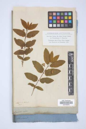 Lonicera nigra