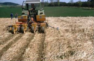 Fotografie: Säverfahren, Einzelkornsaat, Mais, Mulchsaat, Reihendüngung, Zwischenfrucht