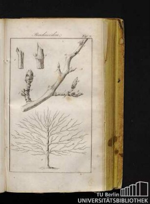 Taf. 7. Beschneiden.